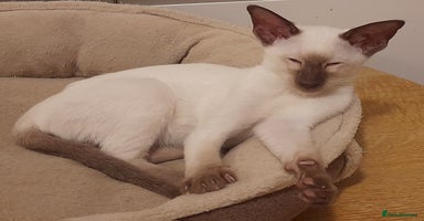 Siamese cats - Advert 12