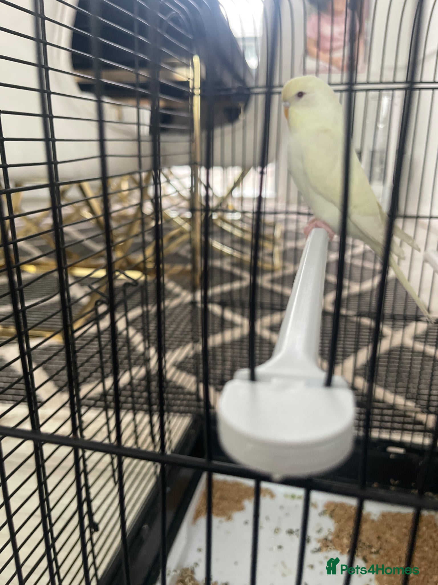 Budgerigars birds Healthy female budgie for sale  - Advert 2