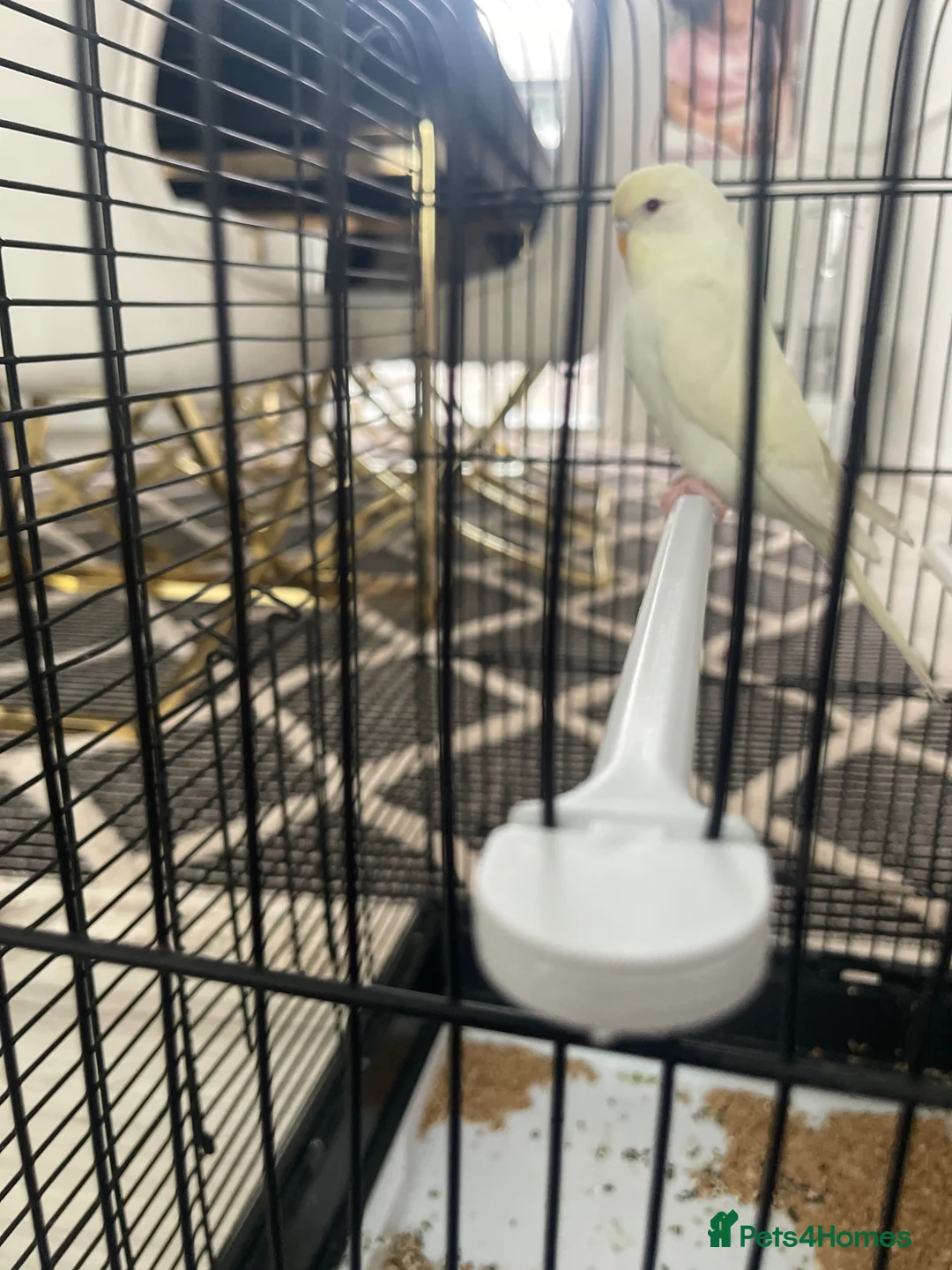 Budgerigars birds for sale: Healthy female budgie for sale  - Advert 1