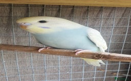 Budgerigars birds for sale: 2 rainbow Baby budgies  - Image 2