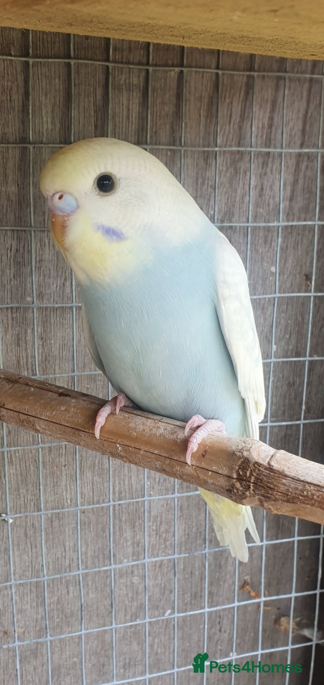 Budgerigars birds for sale: 2 rainbow Baby budgies  - Image 2