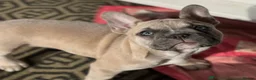French Bulldog dogs for sale: French Bulldog for Sale - Advert 3