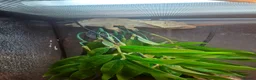 Gecko reptiles for sale: Male crestic geko and dalmation crestic geko  - Advert 5
