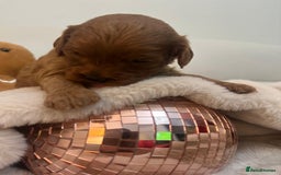 Cavapoo dogs for sale: 🐾 Beautiful F1 Cavapoos – Raised with Love  🐾 - Advert 33