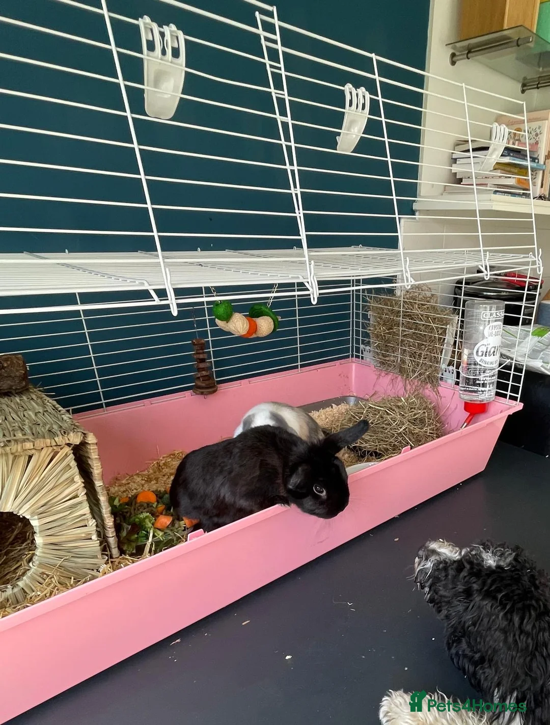 Mini Lop rabbits for sale: mini lop bunny - Advert 1