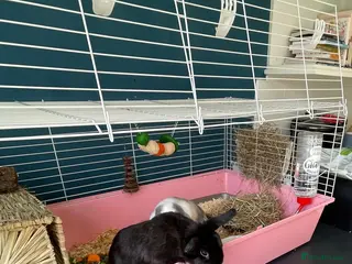 Mini Lop rabbits mini lop bunny - Advert 2