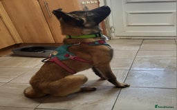 Mixed Breed dogs for adoption: HAZEL  Mixed Breed 8 months - Image 6