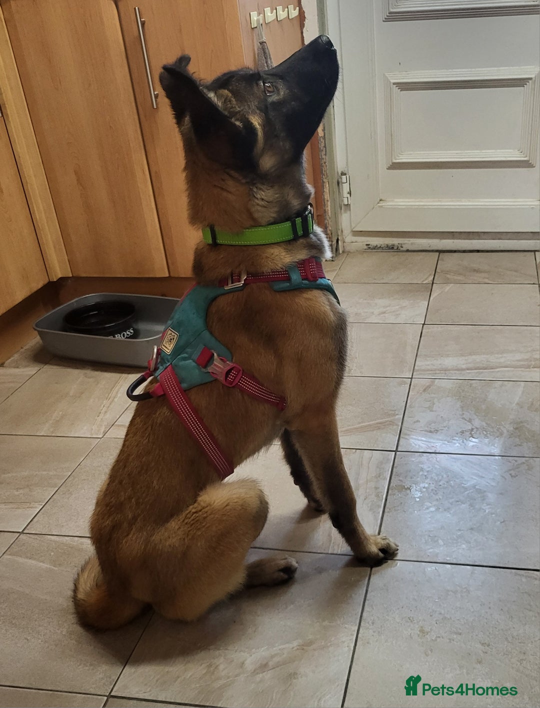 Mixed Breed dogs for adoption: HAZEL  Mixed Breed 8 months - Image 6