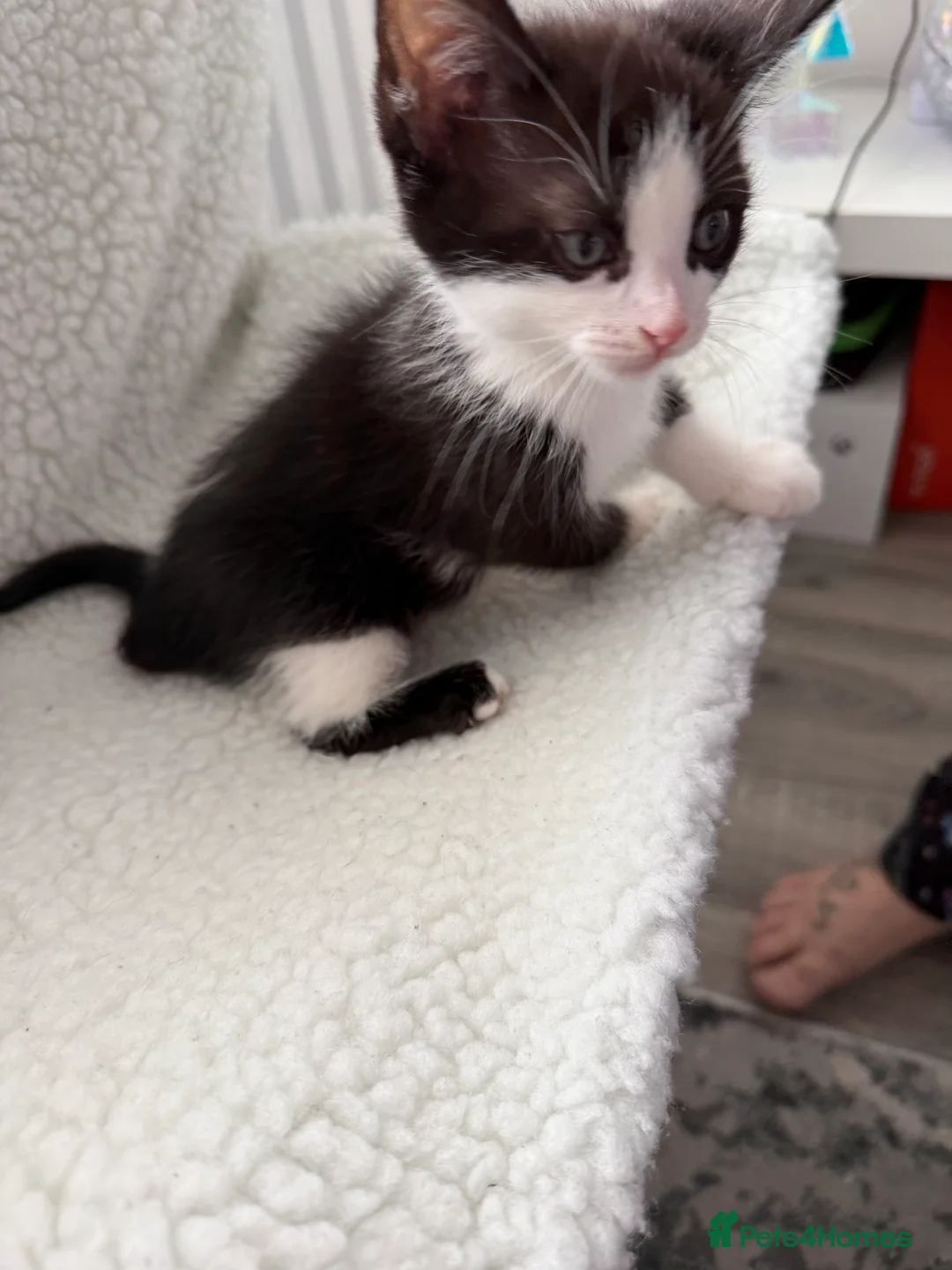 Mixed Breed cats for sale: Ragdoll sphinx mix  - Advert 2