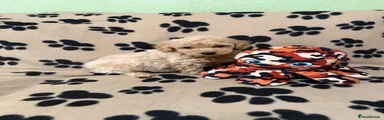 Poochon Puppy 3