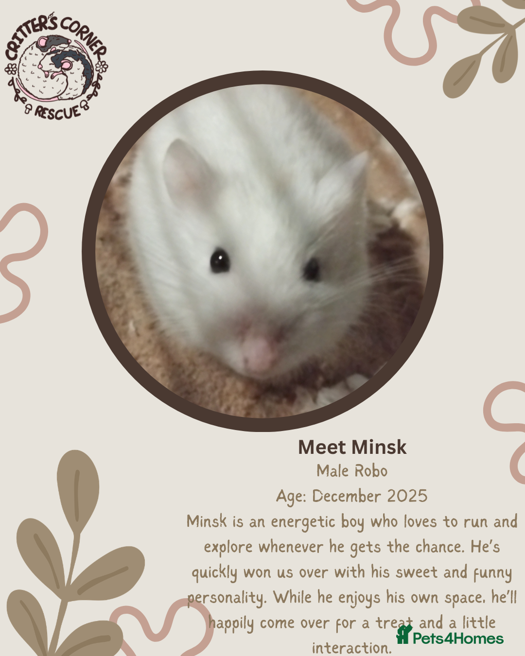 Hamster rodents 🐹 Male Robo hamster available for adoption 🐹  - Advert 15