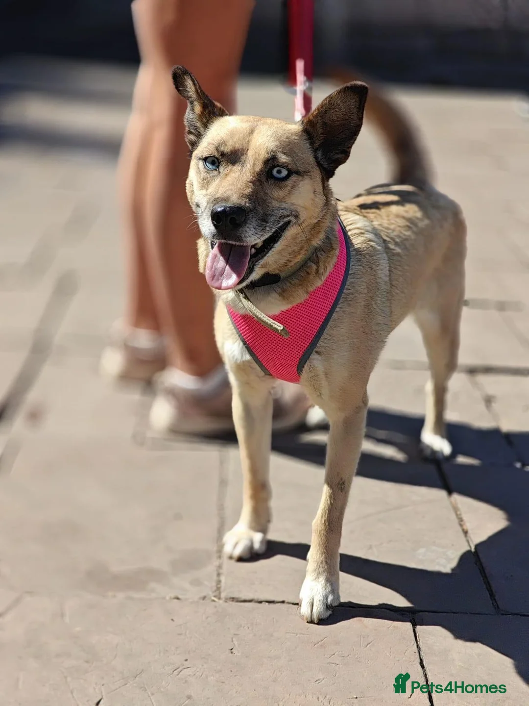 Mixed Breed dogs for adoption: ❤️TERRA❤️ – THE GIRL YOU WILL FALL IN LOVE in Oxford - Advert 2