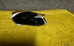 Guinea Pig rodents for sale: Two lovely guinea pigs for sale! - Image 4