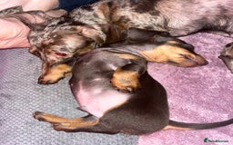 Dachshund dogs for sale: Beautiful miniature dachshunds  - Image 18