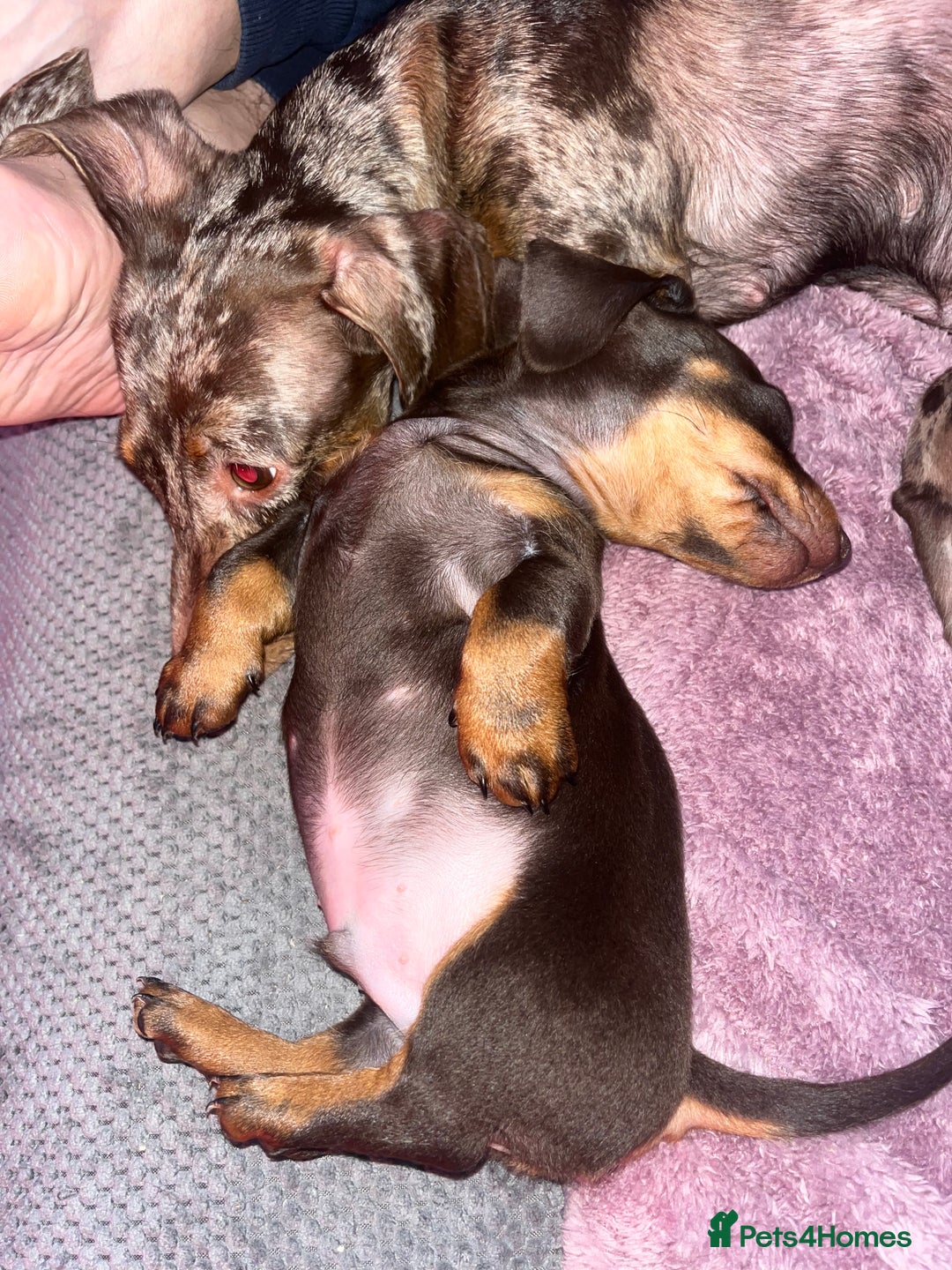 Dachshund dogs for sale: Beautiful miniature dachshunds  - Image 18