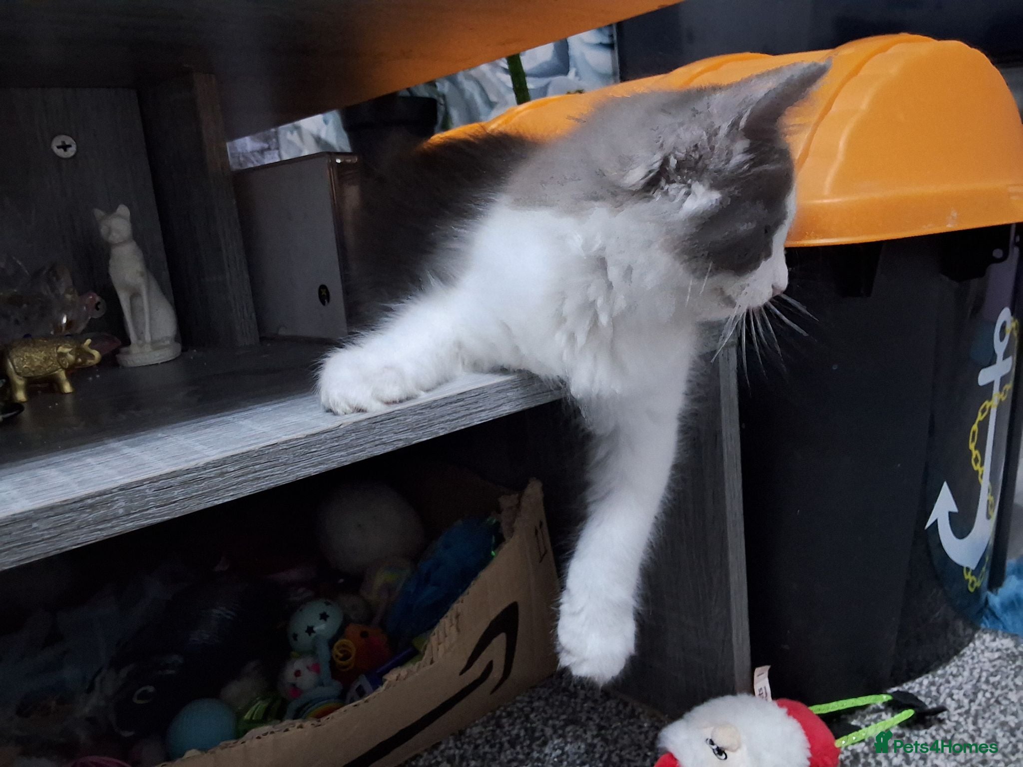 Ragcoon cats Bouncing beauties ready to go  - Advert 2