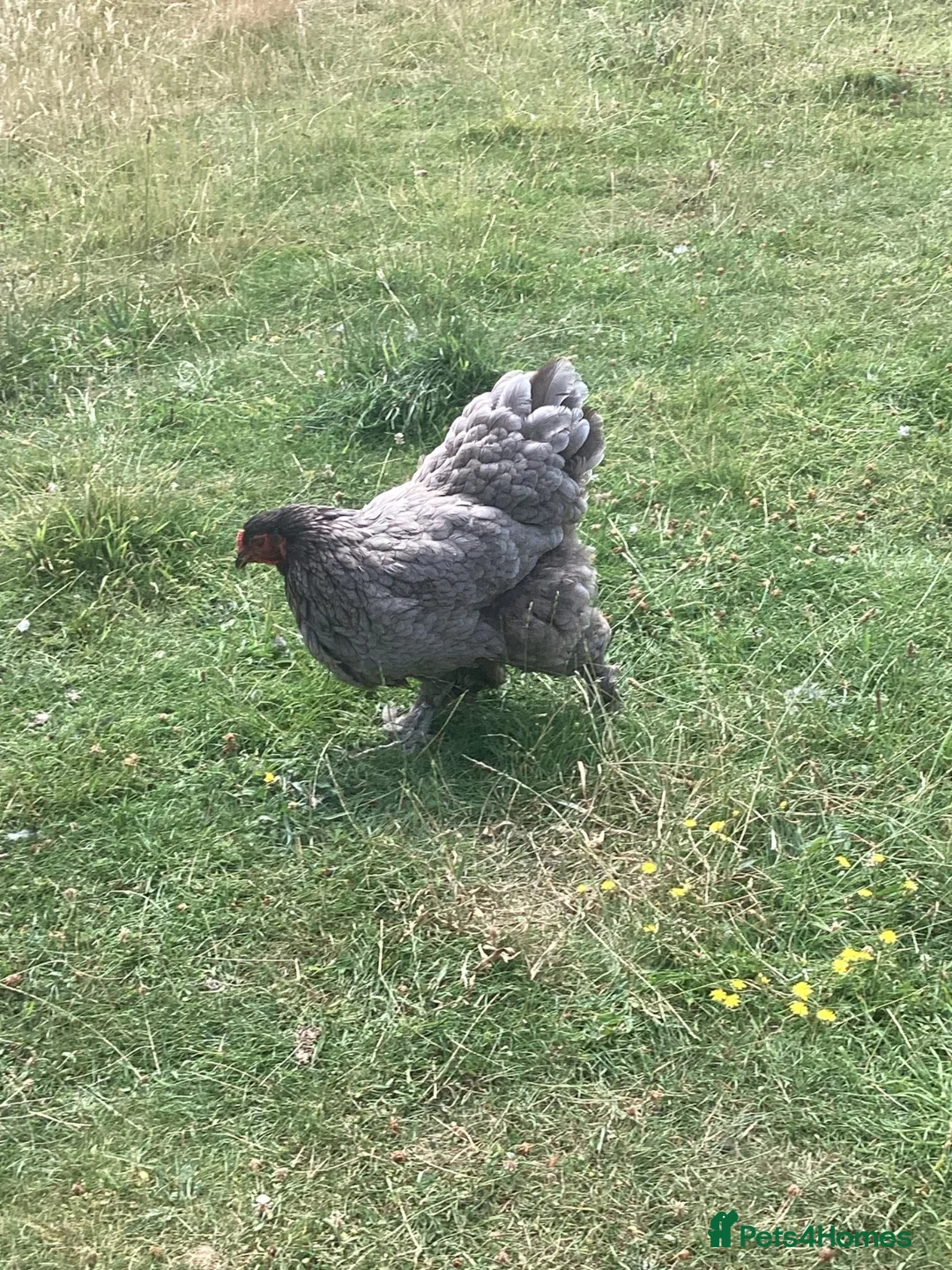 Chickens poultry for sale: Brahma Hens in Watlington - Advert 6