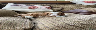 Cavalier King Charles Spaniel 3