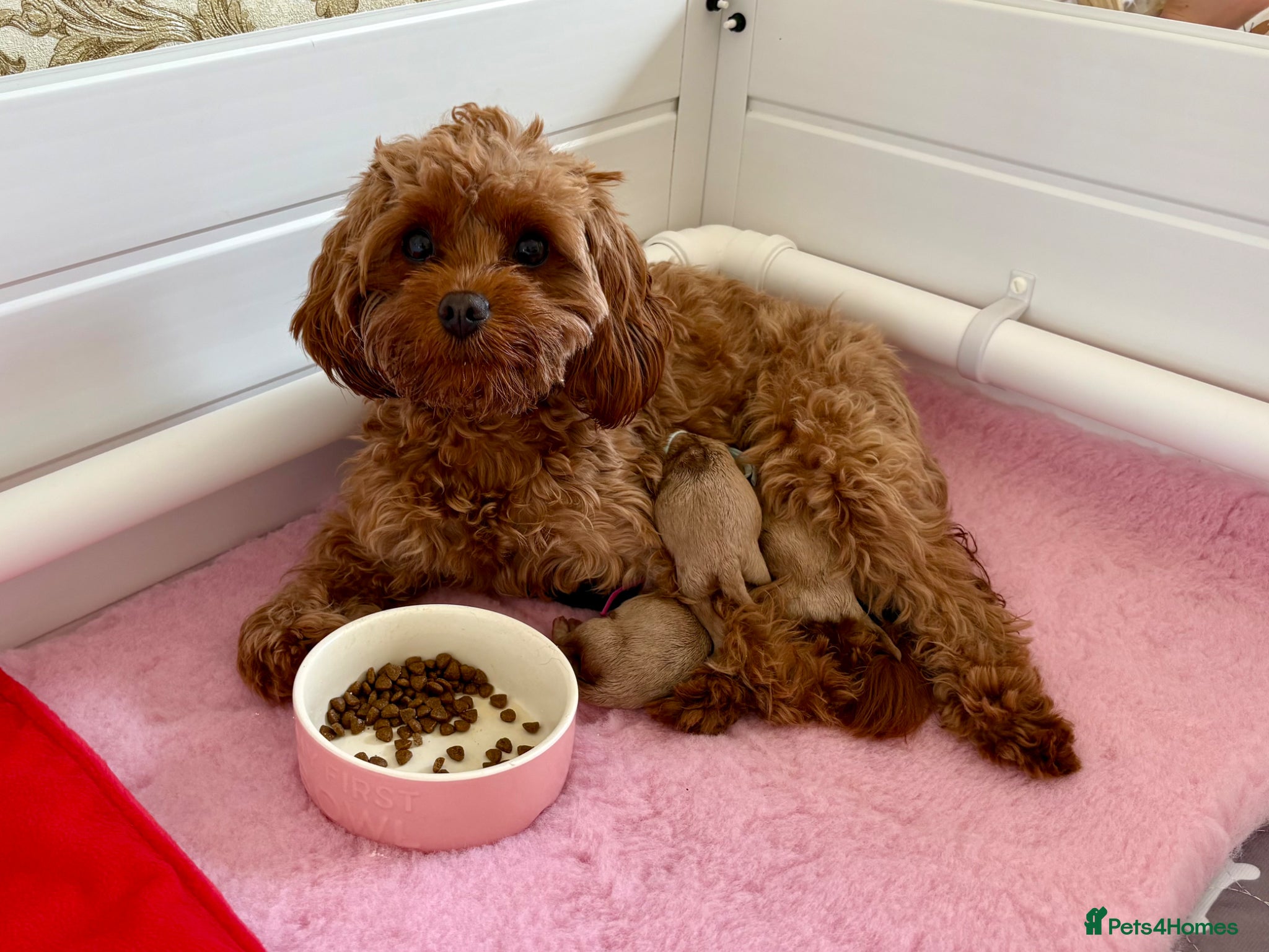 Cavapoo dogs Exceptional health tested tiny Cavapoos - Advert 2