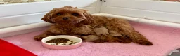 Cavapoo dogs for sale: Exceptional health tested tiny toy Cavapoos - Advert 1