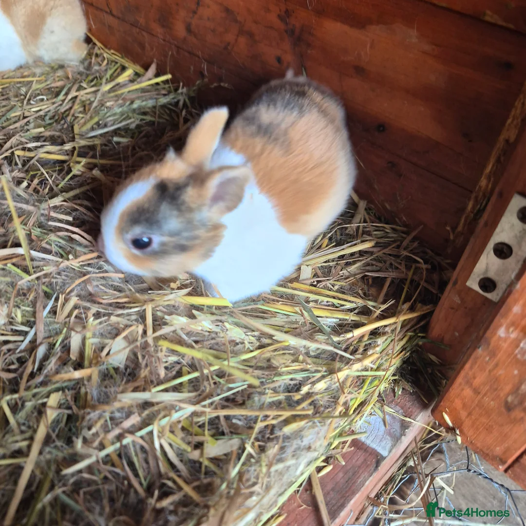 Dutch rabbits for sale: Dutch rabbits - Advert 1