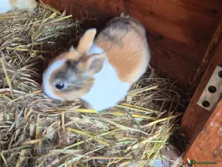 Dutch rabbits Dutch rabbits - Advert 1