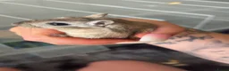 Gerbil rodents for sale: Gerbils  in Wrexham - Advert 4