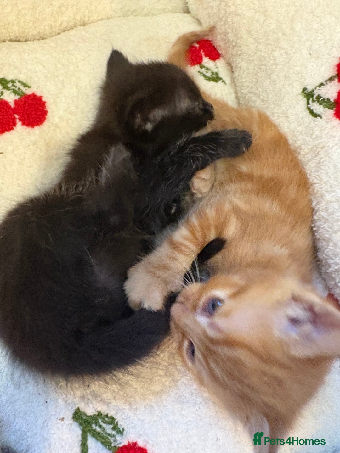 American Shorthair cats for sale: 5 beautiful kittens available  - Image 7