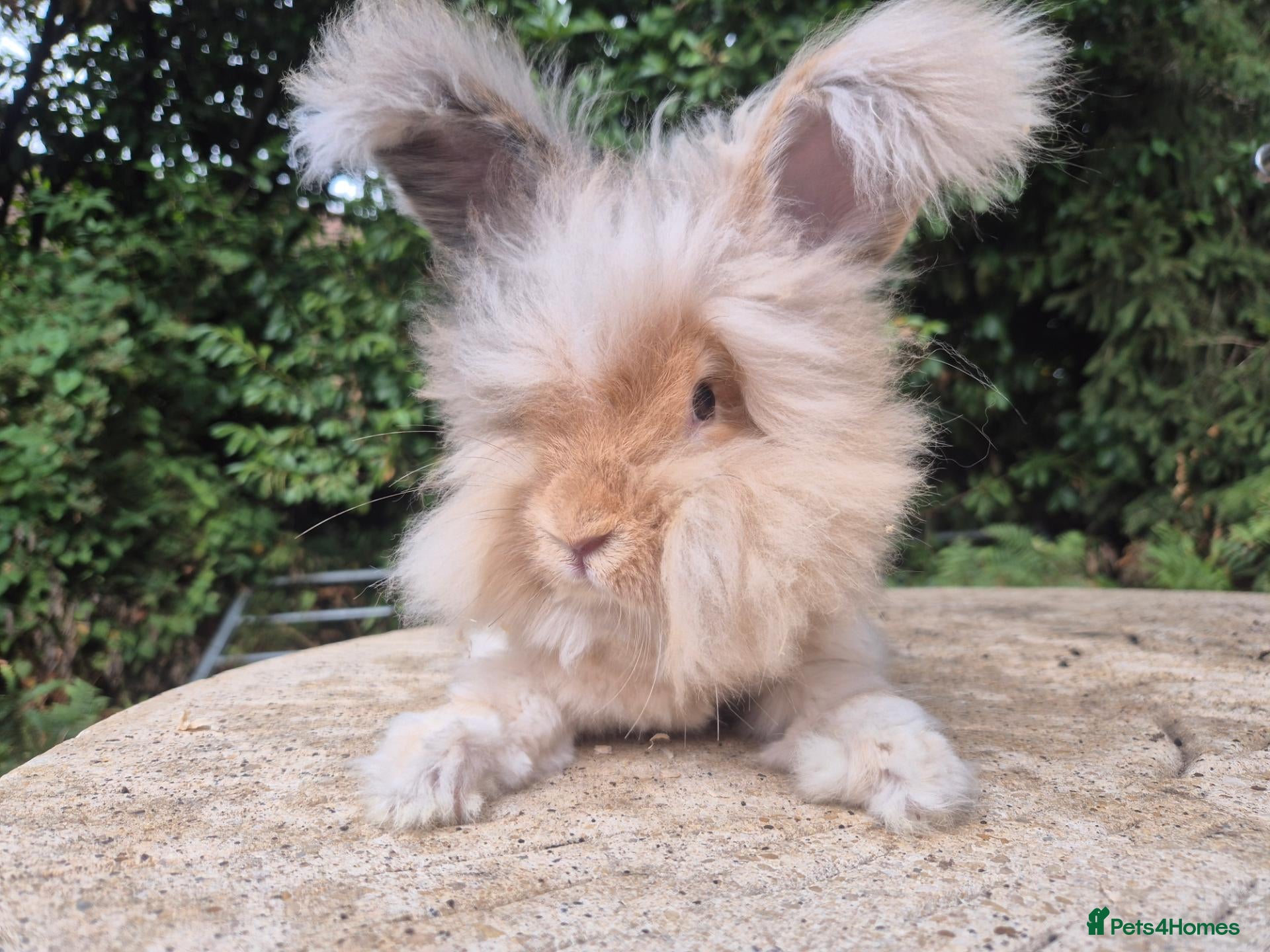 Angora rabbits 🌟STUNNING ANGORA BABIES- maxi full face 🌟 - Advert 2