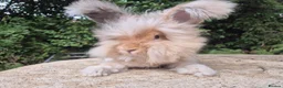 Angora rabbits for sale: 🌟STUNNING ANGORA BABIES- maxi full face 🌟 - Advert 2