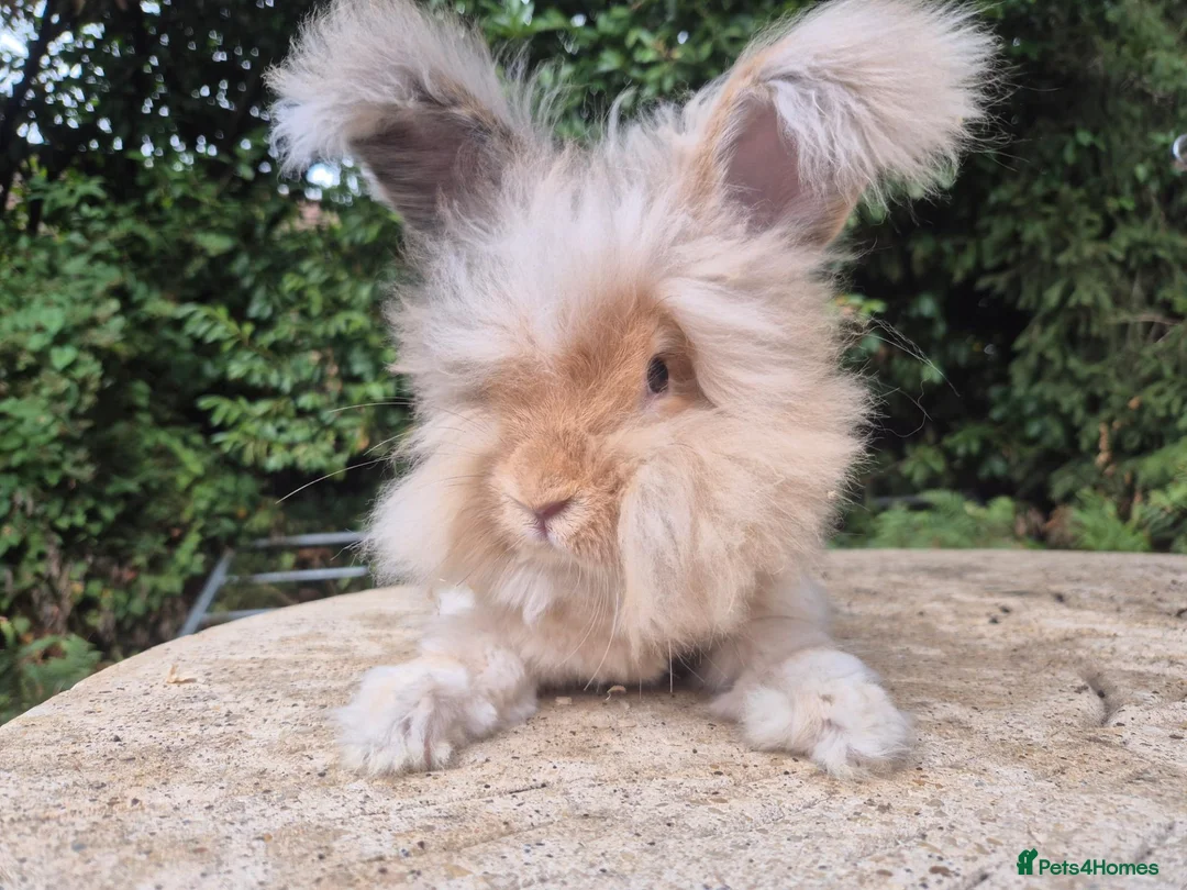 Angora rabbits for sale: 🌟STUNNING ANGORA BABIES- maxi full face 🌟 - Advert 2