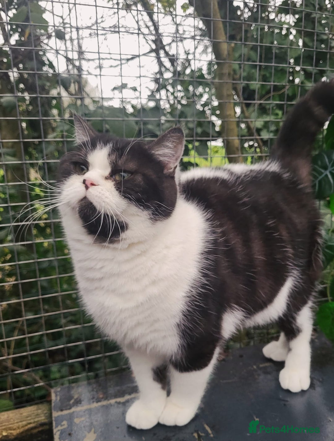 British Shorthair cats for sale: Most Perfect Teddy Bear - Available Now! - Advert 4