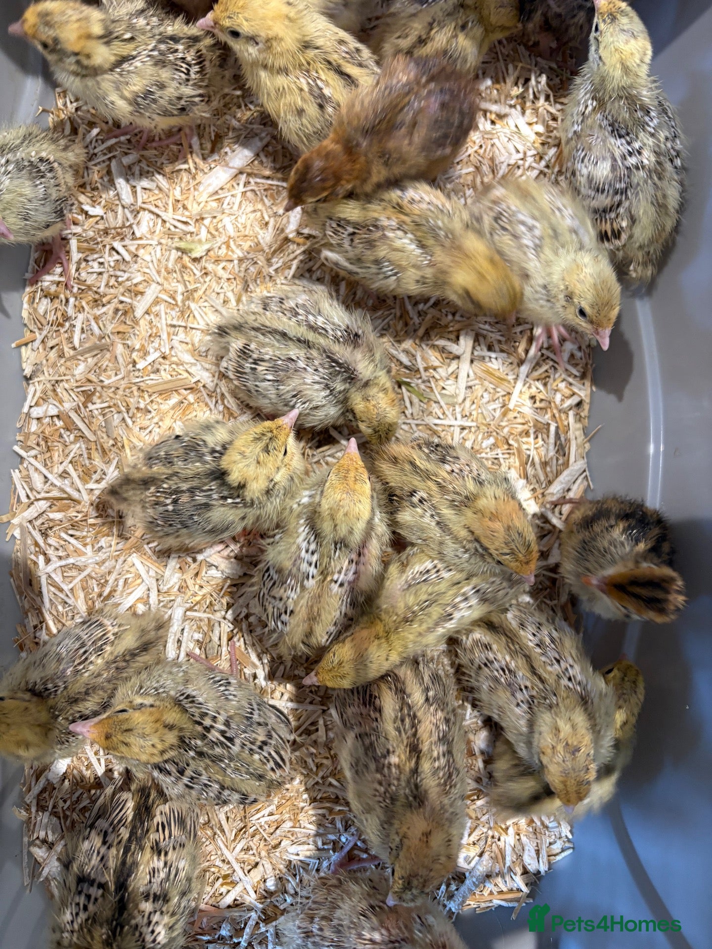 Quail poultry Week old Japanese quail chicks - Advert 2