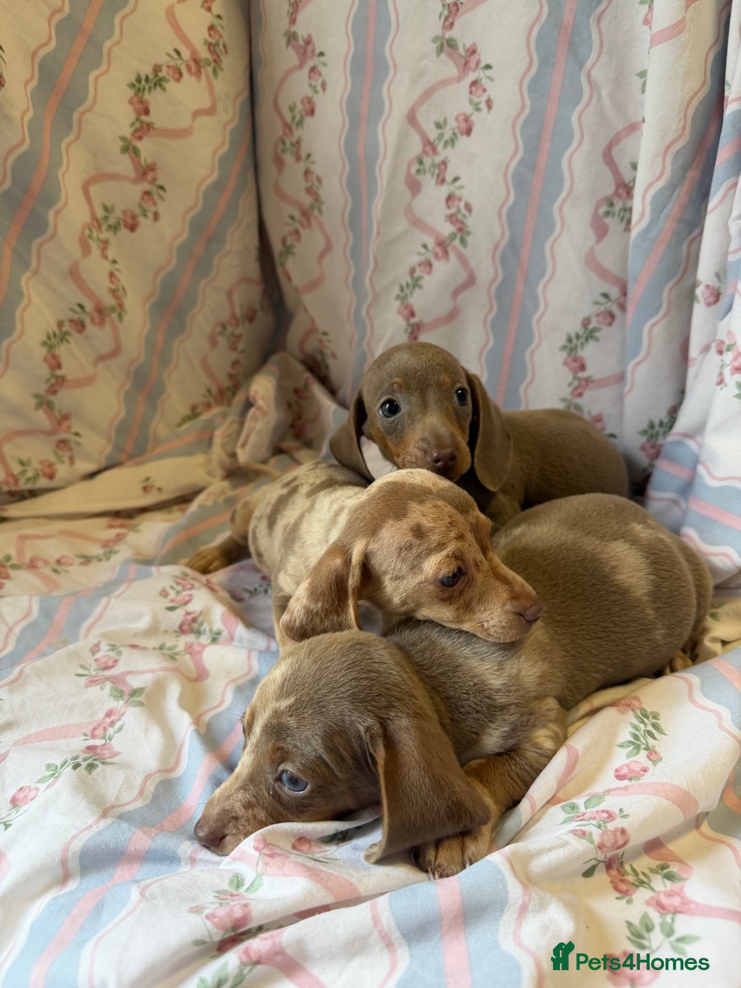 Miniature Dachshund dogs for sale: miniature dash hound puppys  - Advert 19
