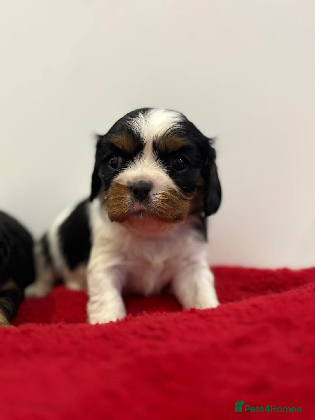 Cavalier King Charles Spaniel dogs for sale: 1 tri girl left - kc & health tested parents ❤️ - Advert 23