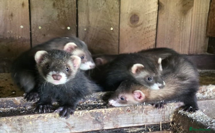 Ferret rodents - Advert 2