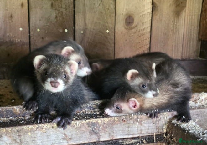 Ferret rodents - Advert 3