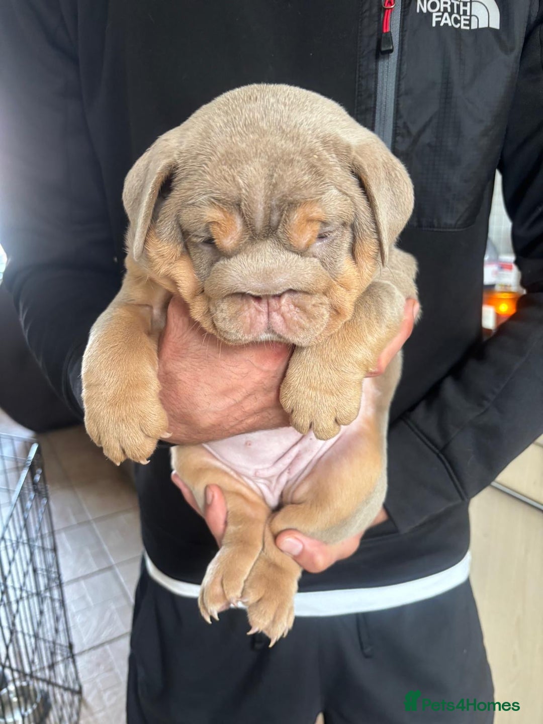 English Bulldog dogs for stud: full suited English bulldog stud well proven in Leicester - Advert 22