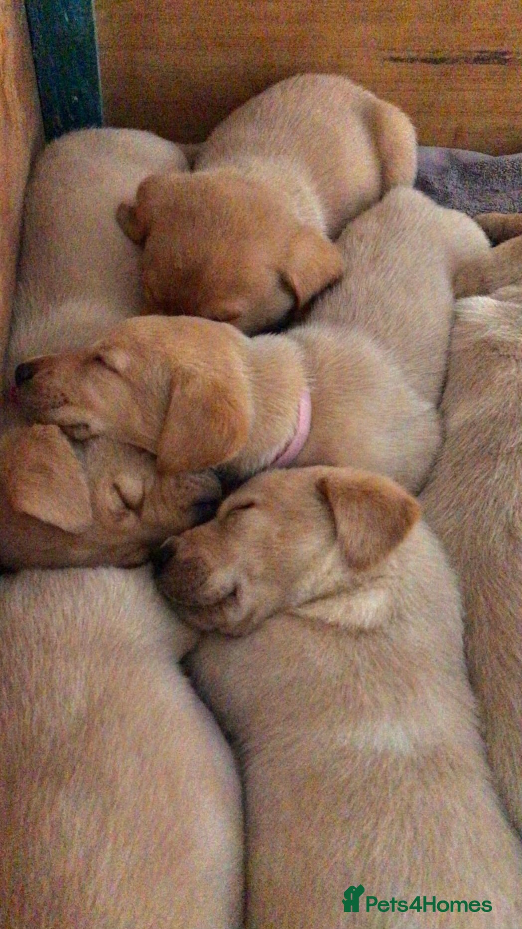 Labrador Retriever dogs PREMIUM KC REG YELLOW LABRADOR RETRIEVER PUPPIES - Advert 12