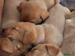 Labrador Retriever dogs PREMIUM KC REG YELLOW LABRADOR RETRIEVER PUPPIES - Advert 12