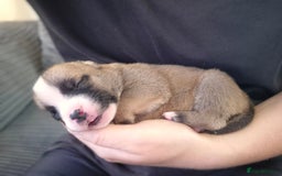 Mixed Breed dogs for sale: Bully cross pups - Image 6