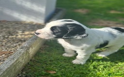 Cocker Spaniel dogs for sale: Stunning KC Registered Working Cocker spaniels. - Image 9