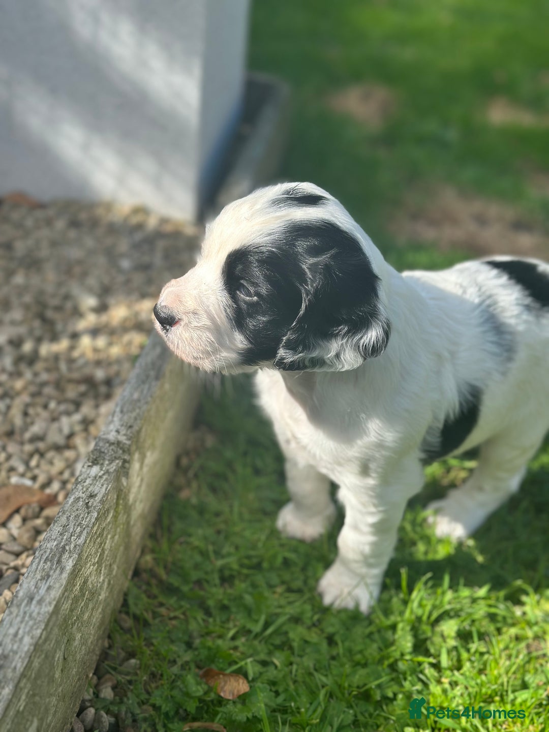 Cocker Spaniel dogs for sale: Stunning KC Registered Working Cocker spaniels. - Image 9