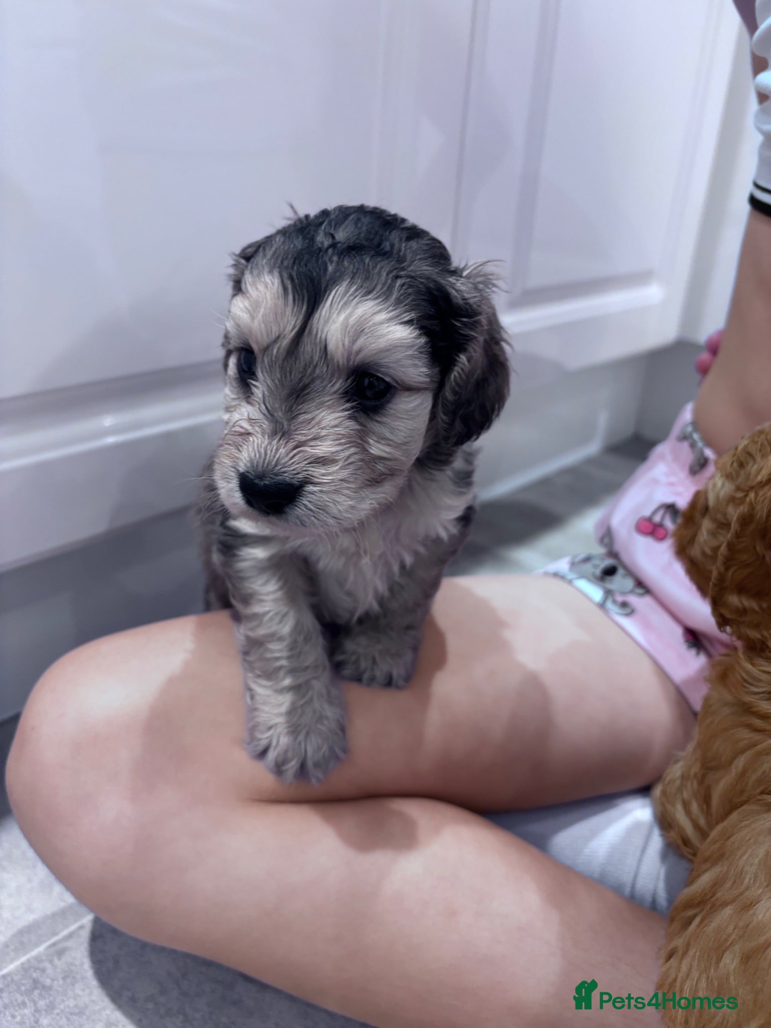 Cockapoo dogs Cockapoo puppies  - Advert 1