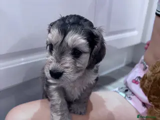 Cockapoo dogs Cockapoo puppies - Advert 1