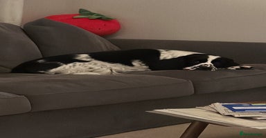 English Springer Spaniel dogs - Advert 6
