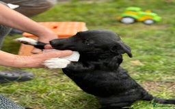 Mixed Breed dogs for adoption: FINN - a Lovely little puppy boy for a Loving Home - Image 4