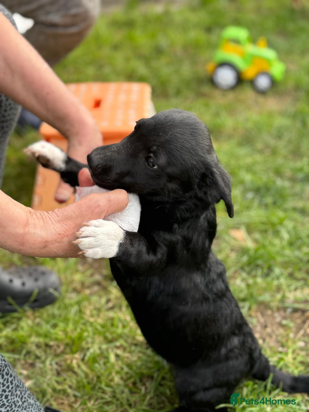 Mixed Breed dogs for adoption: FINN - a Lovely little puppy boy for a Loving Home - Image 4