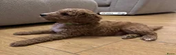 Australian Labradoodle dogs for sale: Australian Labradoodle Puppies - Advert 7