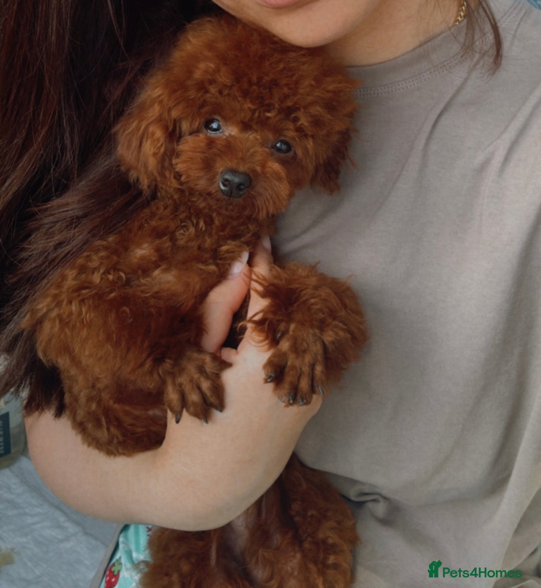 Poodle dogs for stud: Super tiny Asian boy 🧸for stud 🤩 - Image 3